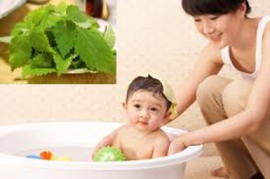 Cách tắm lá kinh giới cho trẻ sơ sinh